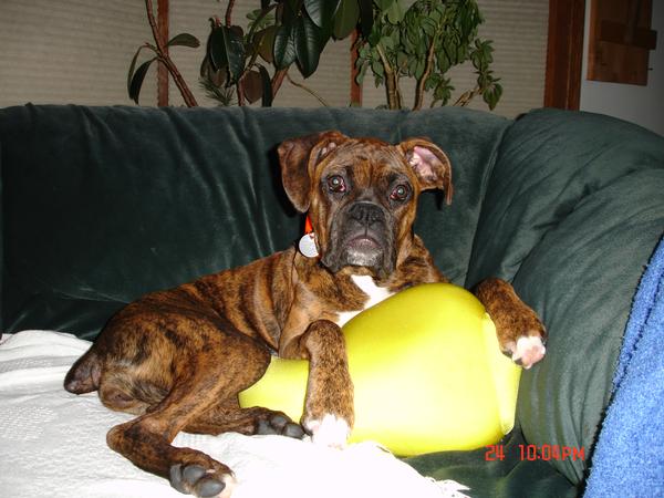 Zoey _ Pillow
