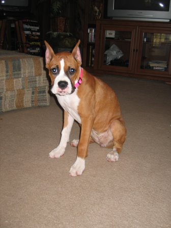 Zoey after stiches removed
