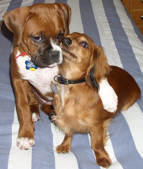 Zoey and her Big Brother Stinky
