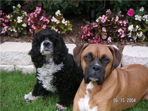 Zoey and Sassy ( mop-top )