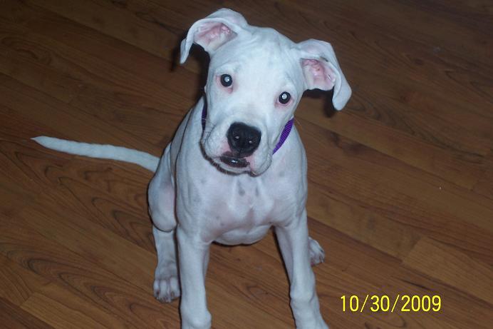 Zoey at 4 months old