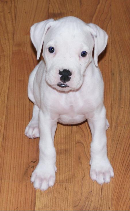 Zoey at 6 weeks