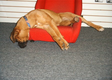 Zoey is "Dog" Tired