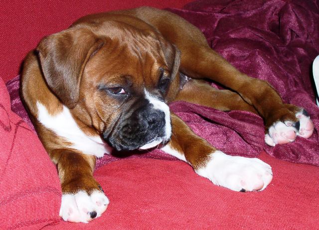 Zoey Resting