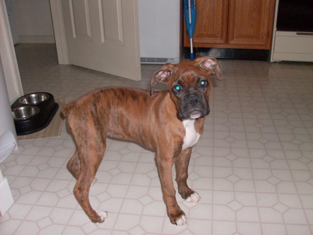 zoey