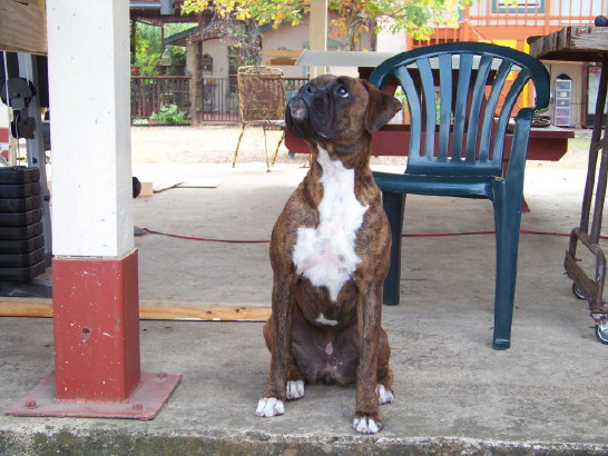 zoey_next_to_chair_1
