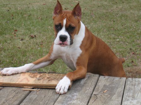 ZoeyDeck