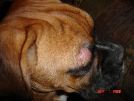 Zoey's D-Mange Shot #4