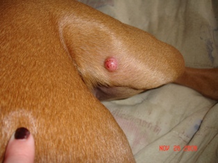 Zoey's Lump #2