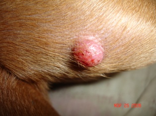 Zoey's Lump