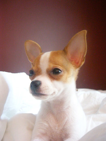 Zorro eager to meet his young boxer bro