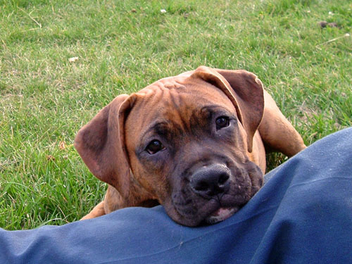 Zorro relaxing