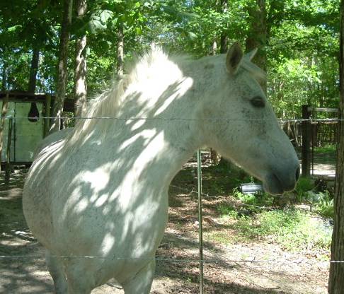 Zsa Zsa My welch mountain pony