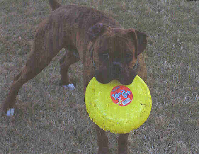 Zues and his favorite toy!