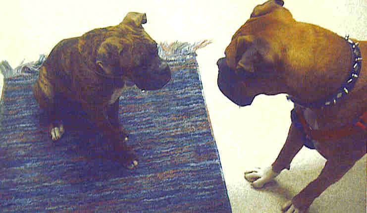 Zues meets Brutus