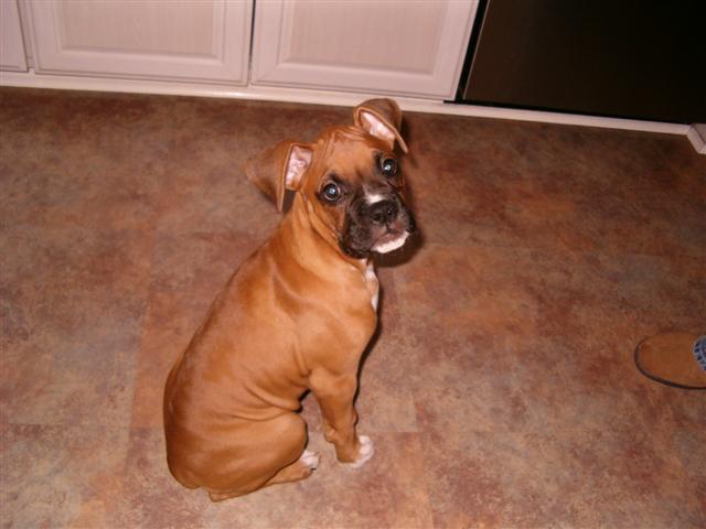 Zuzu 12 Wks