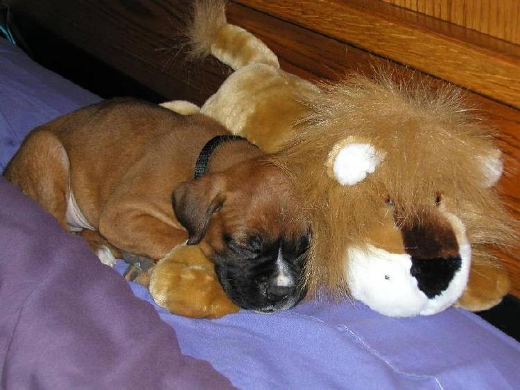 zZz ZzZ zZz