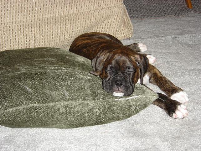 Zzzzz....