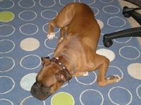 ZZZZZZZ....SNORE.....ZZZZZZ......