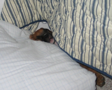 Zzzzzzzzzzz