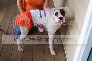 HootersDog1.bmp