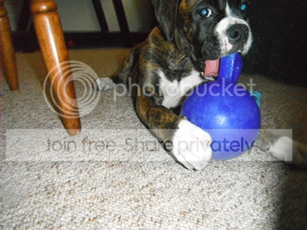 doggies035.jpg