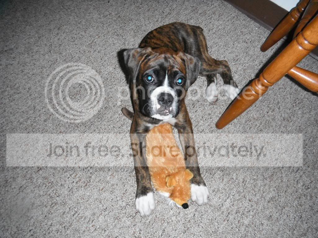 doggies003.jpg