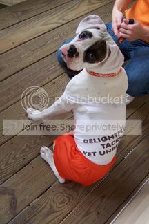 HootersDog4.bmp