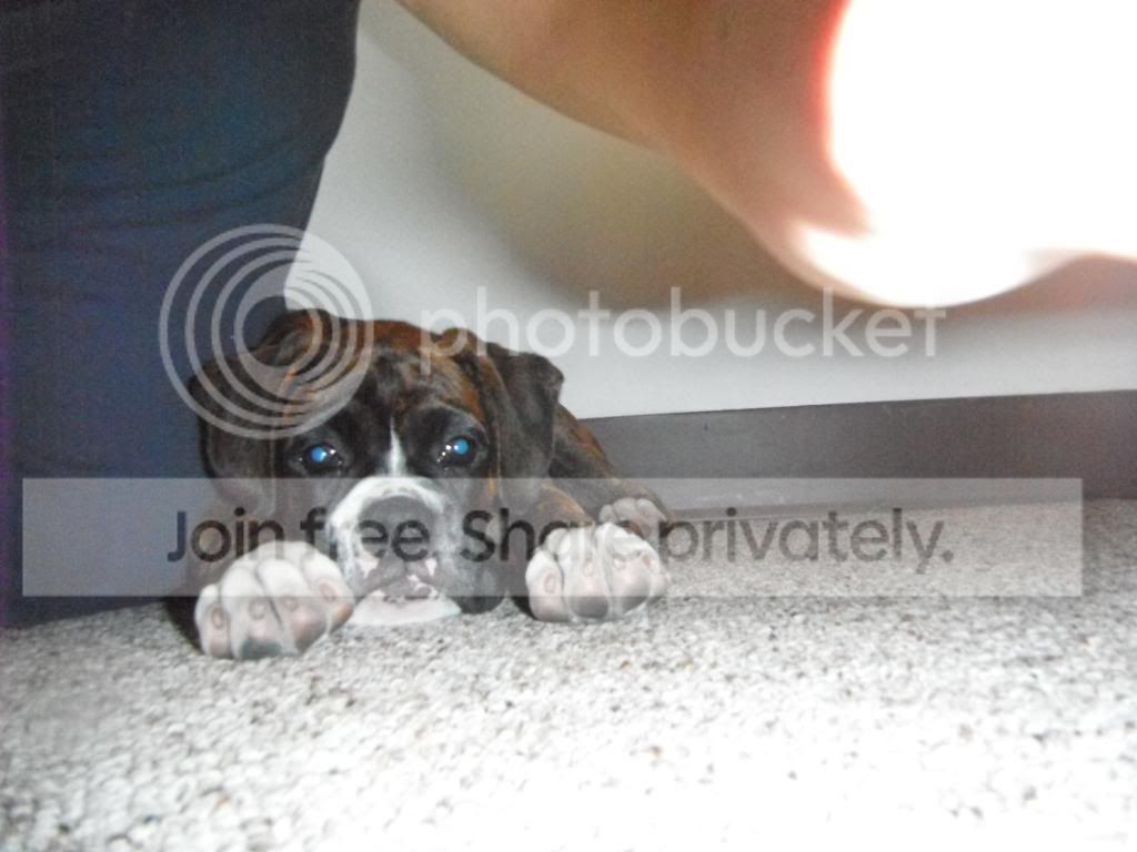 doggies027.jpg