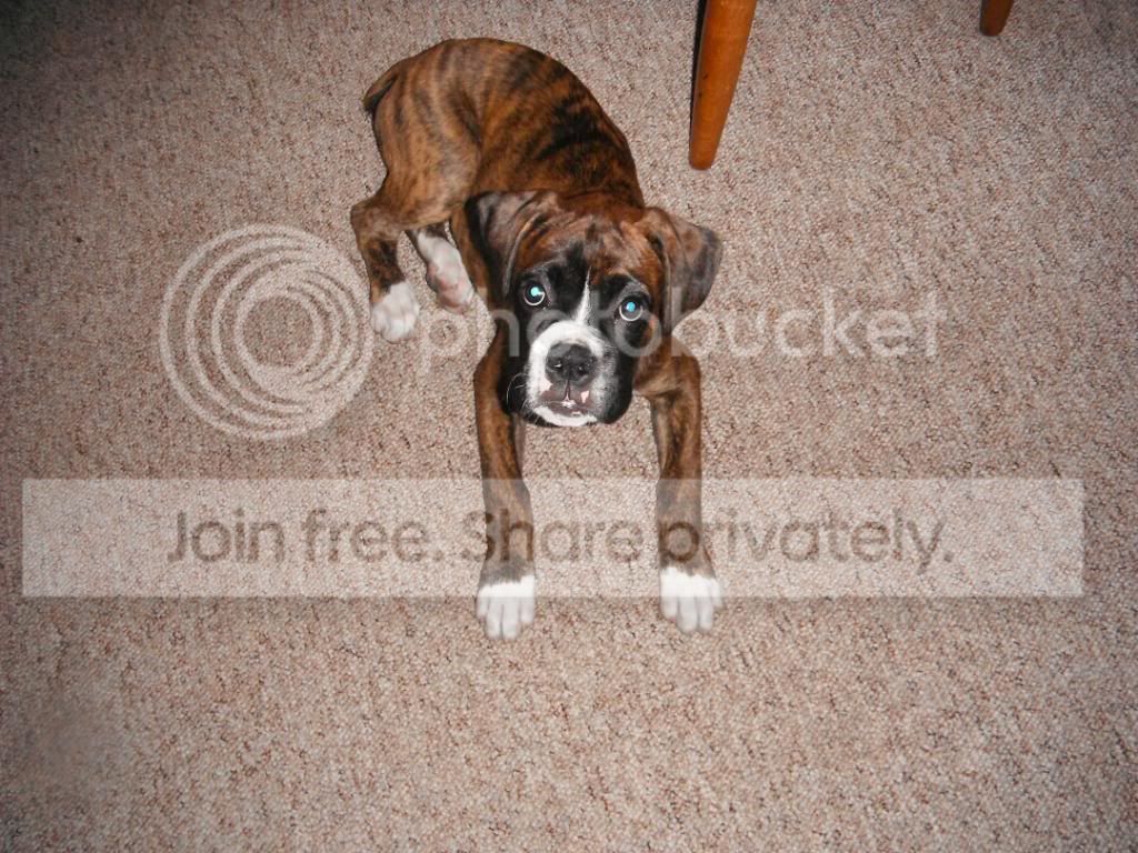 doggies020.jpg