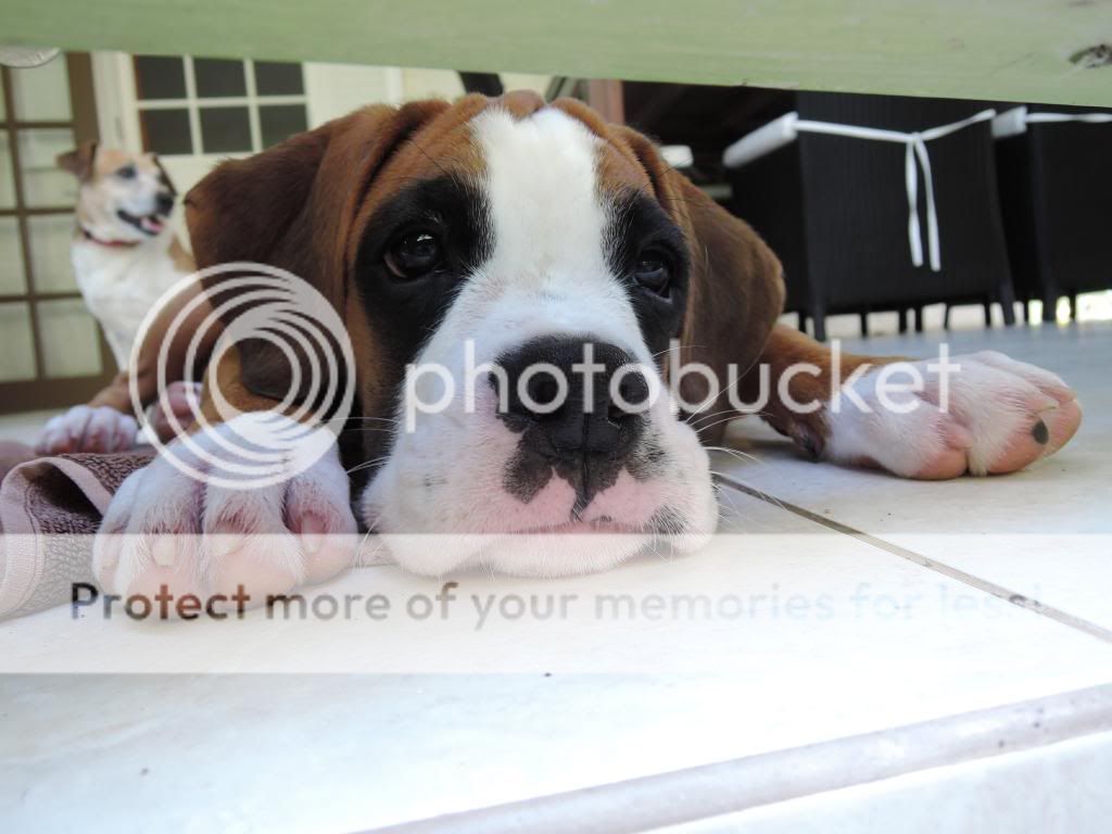 clicking sound with jaw Boxer World Forums