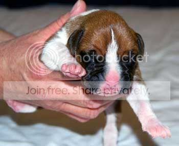 PupBreezeGirl1B.jpg