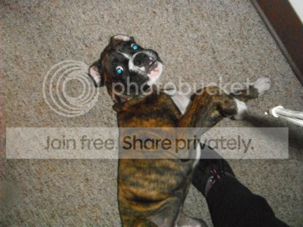 doggies009.jpg