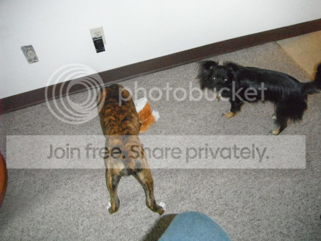 doggies015.jpg