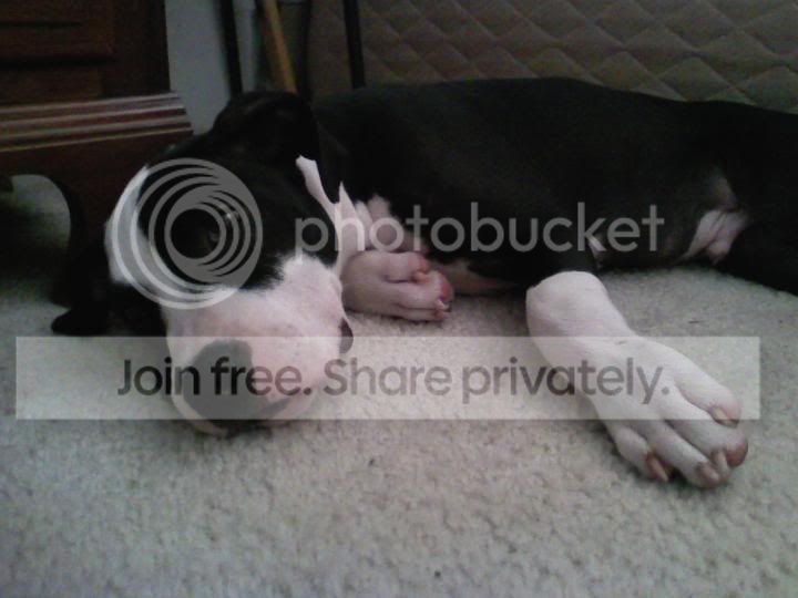 pitty.jpg