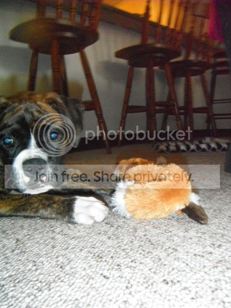 doggies006.jpg