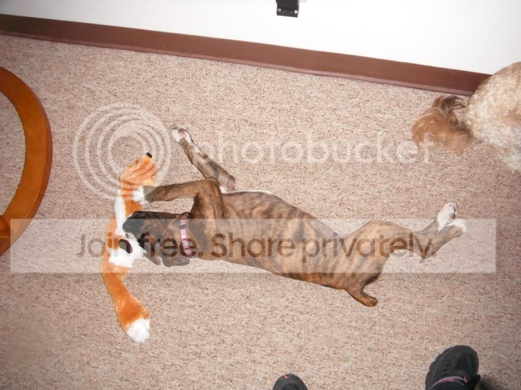 doggies007.jpg