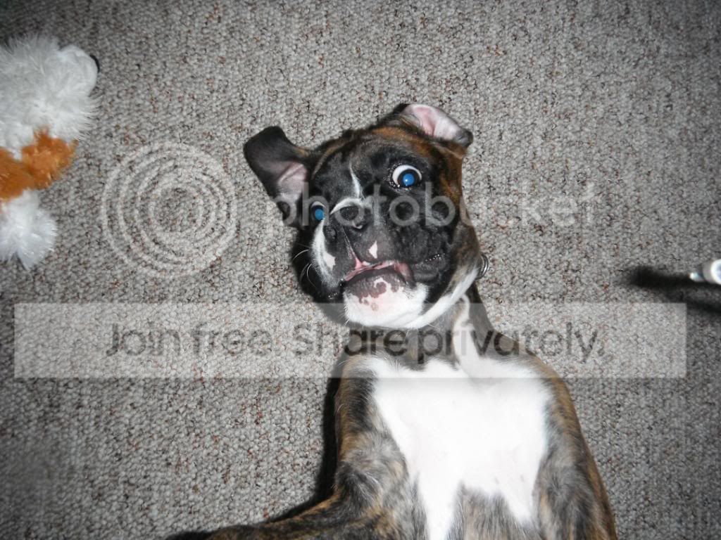 doggies011.jpg