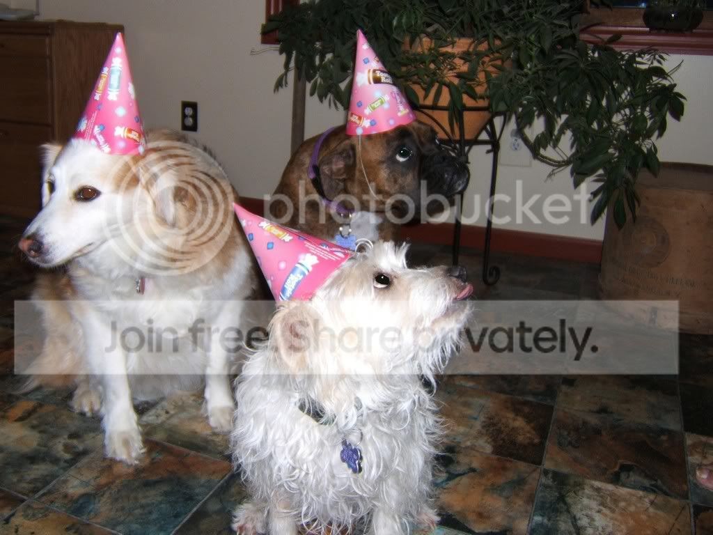 THEGANGONBELLAS1STB-DAY.jpg
