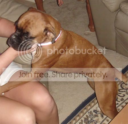 bella1.jpg