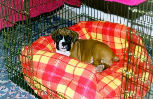 Crate training your puppy Boxer World Forums