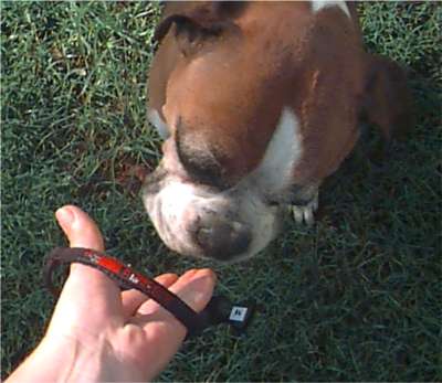 Let your dog take treats from your palm a few times before slipping on the muzzle strap