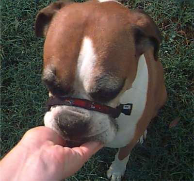 Leave the muzzle stap on your Boxer's nose and praise and treat